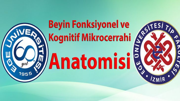 Beyin Fonksiyonel ve Kognitif Mikrocerrahi Anatomisi