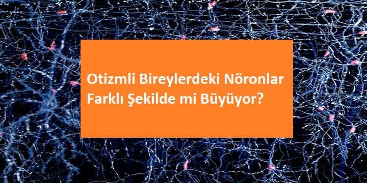 Otizmli Bireylerdeki Nöronlar Farklı Şekilde mi Büyüyor?
