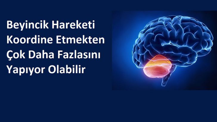 Hareketi Koordine Etmekten Çok Daha Fazlasını Yapıyor Olabilir