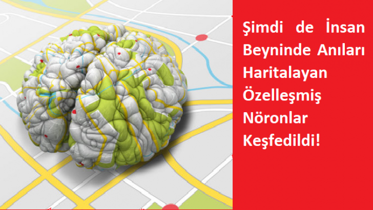 Anıları Haritalayan Özelleşmiş Nöronlar Keşfedildi!