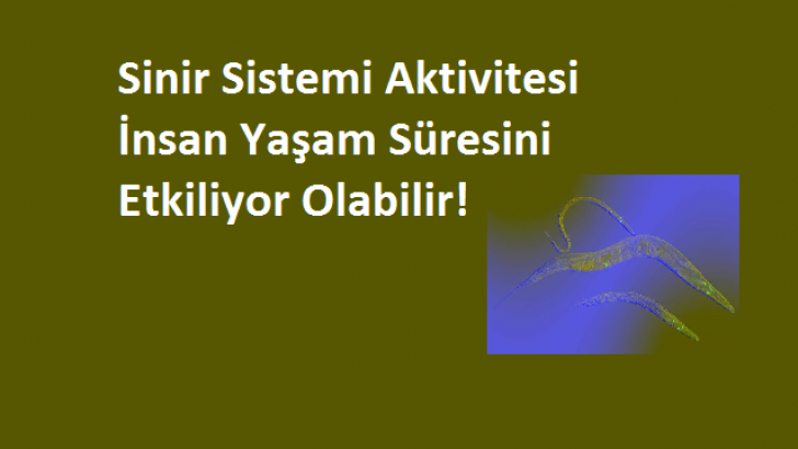 Sinir Sistemi Aktivitesinin İnsan Yaşam Süresini Etkileyebileceği Keşfedildi.