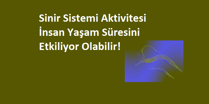 Sinir Sistemi Aktivitesinin İnsan Yaşam Süresini Etkileyebileceği Keşfedildi.